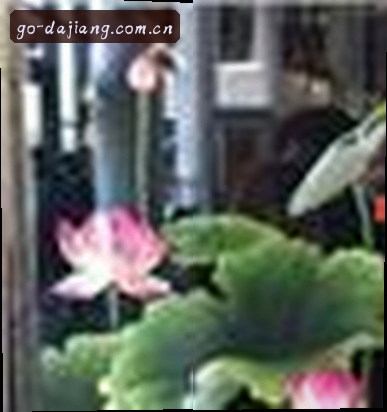 刘洋